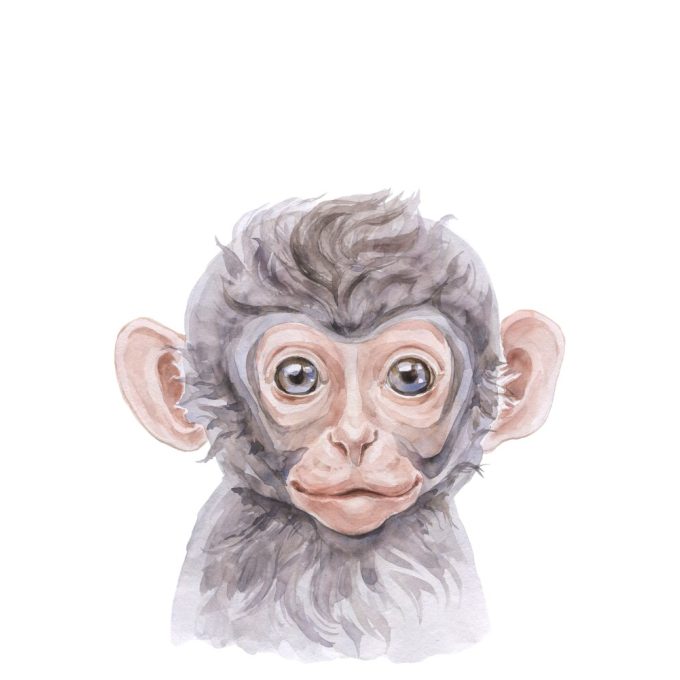 A4-es poszter - Festett majom