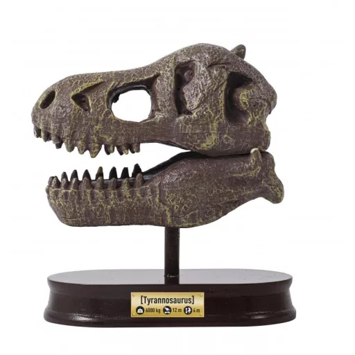Tyrannosaurus koponya felfedező készlet BUKI